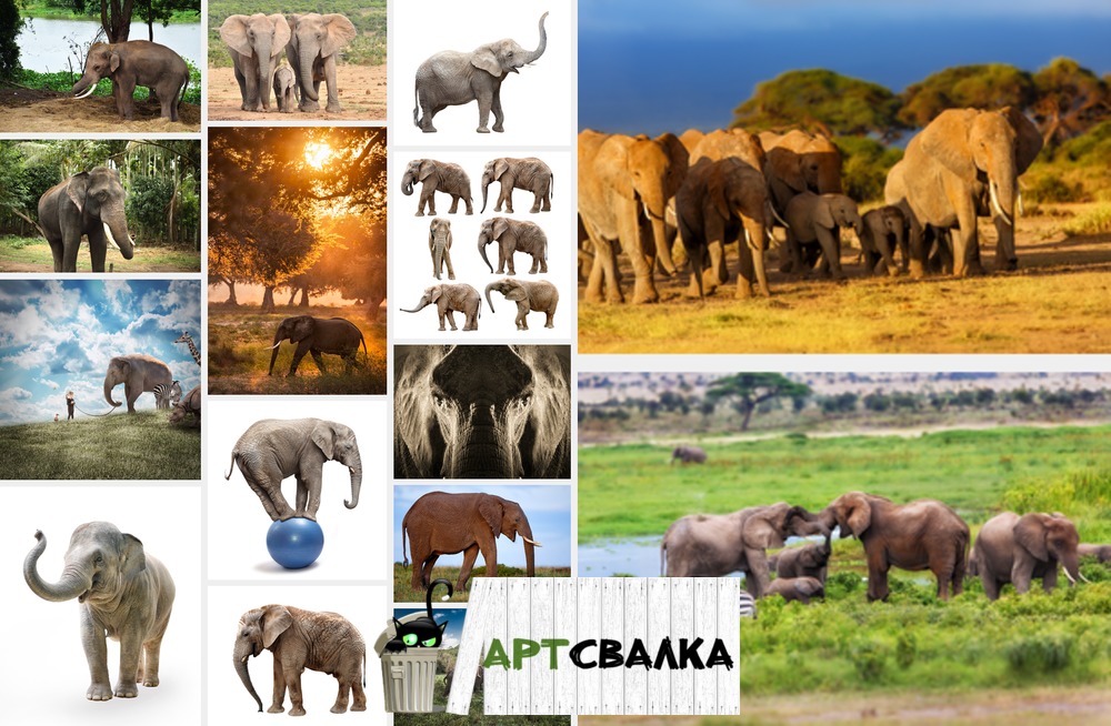 Слоны фотографии | Elephants photos